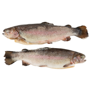 Pisztráng